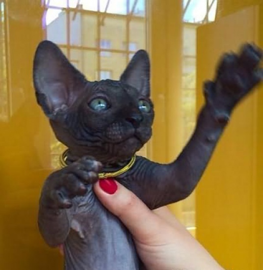 Ostatni czarny kociak! Miot H  Sphynx Sfinks
